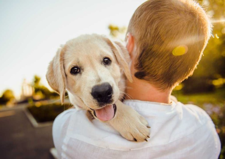 Cane adottato e felice