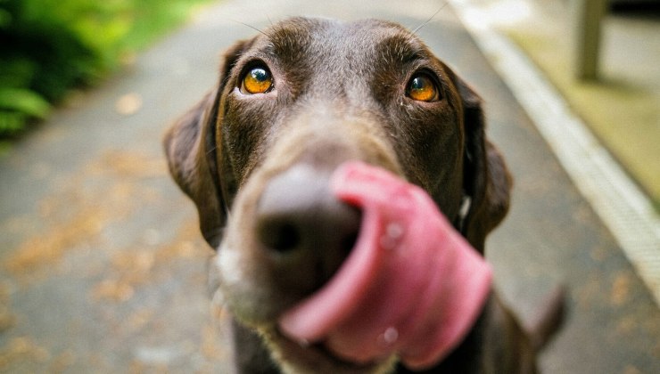 Cane (web) - Valsusanews.it