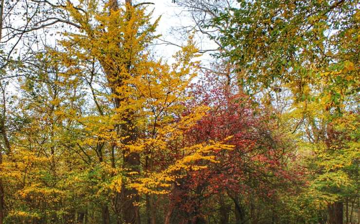Foliage autunno