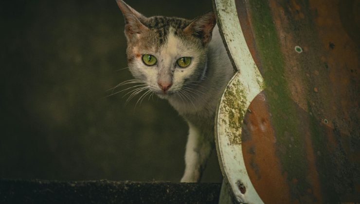Gatto malconcio in primo piano