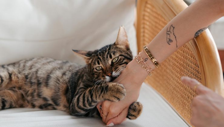 Gatto che morde la mano