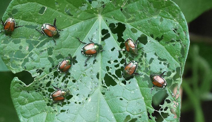 Popillia japonica (web) - Valsusanews.it