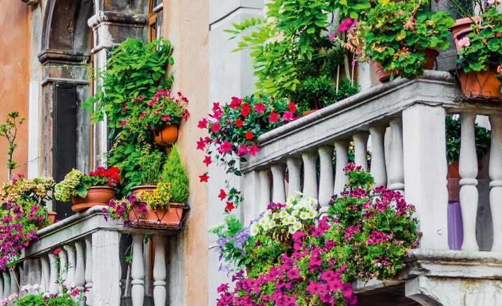 Piante e fiori sui balconi (web) - Valsusanews.it