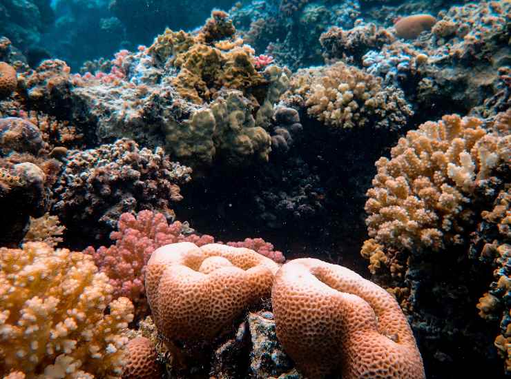 barriera corallina