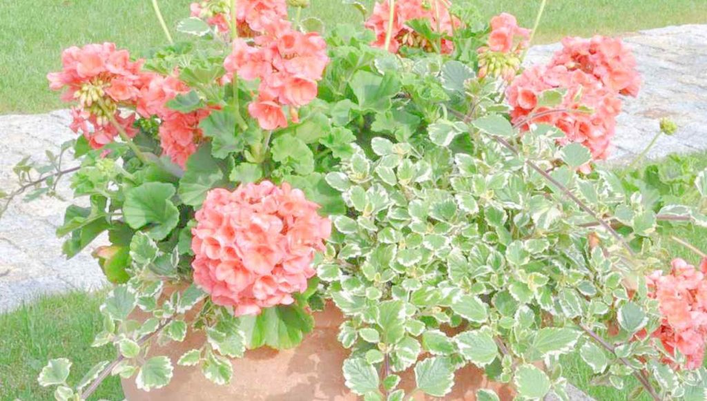 Mattie, il LADRO DI FIORI incastrato dalle telecamere: il sollievo della comunità