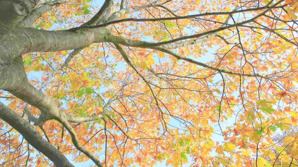 Foliage in autunno