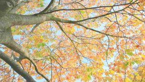 Foliage in autunno