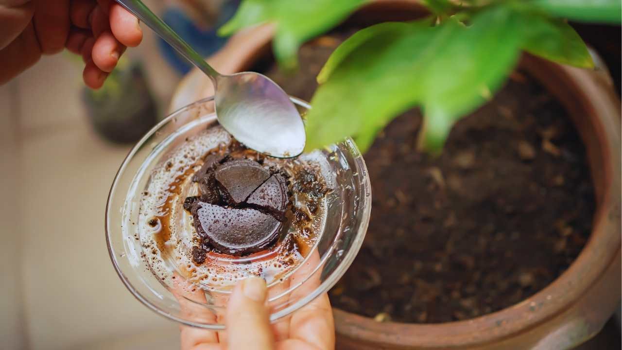 Il segreto nascosto nei fondi di caffè: l’alleato green che non ti aspetti