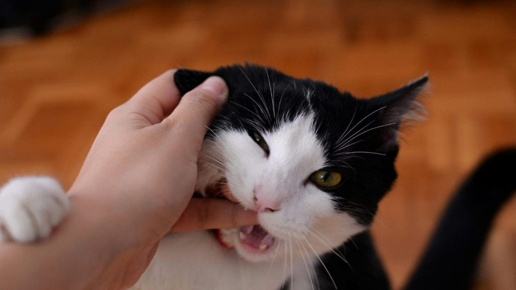 Micio bianco e nero che morde il dito di chi lo accarezza