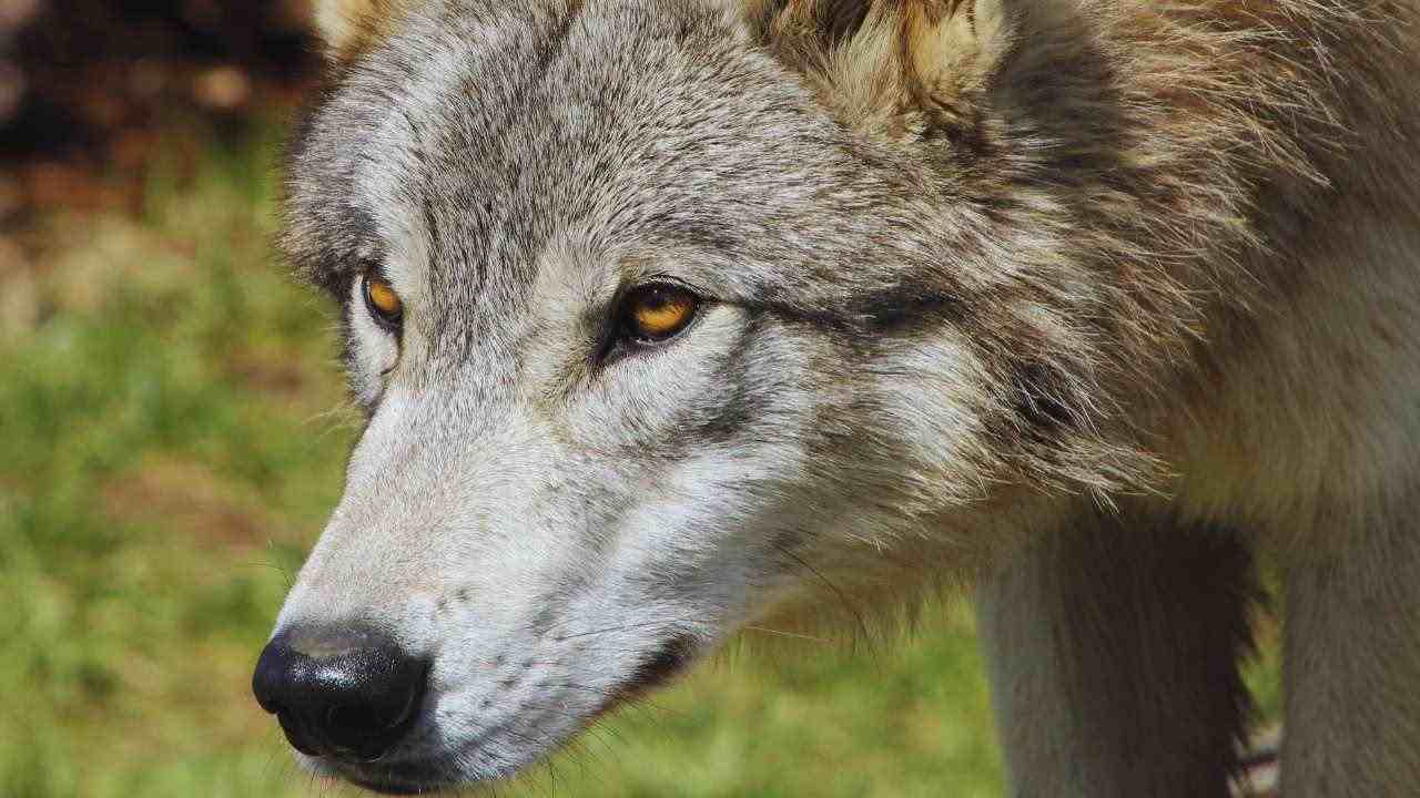Lupo in attacco