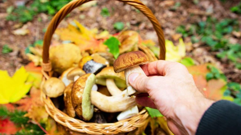 Raccolta funghi (Canva) Valsusanews.it