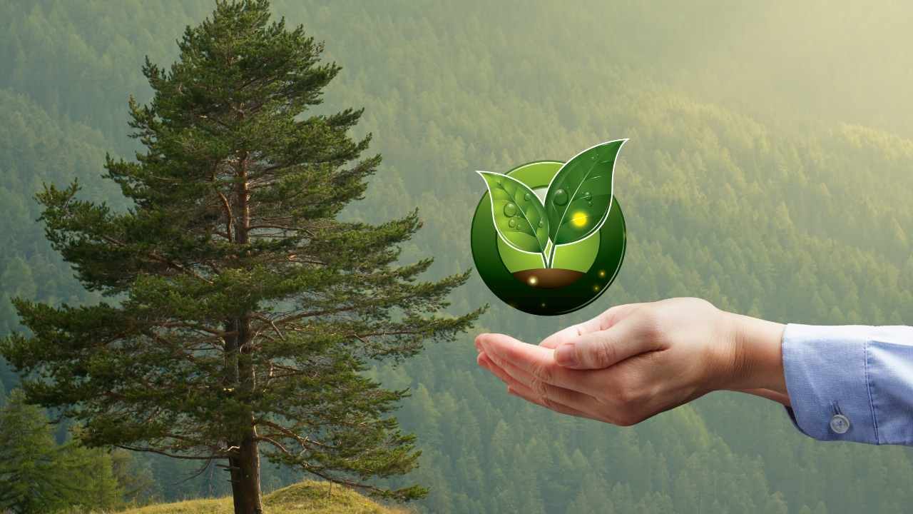 Riforestazione
