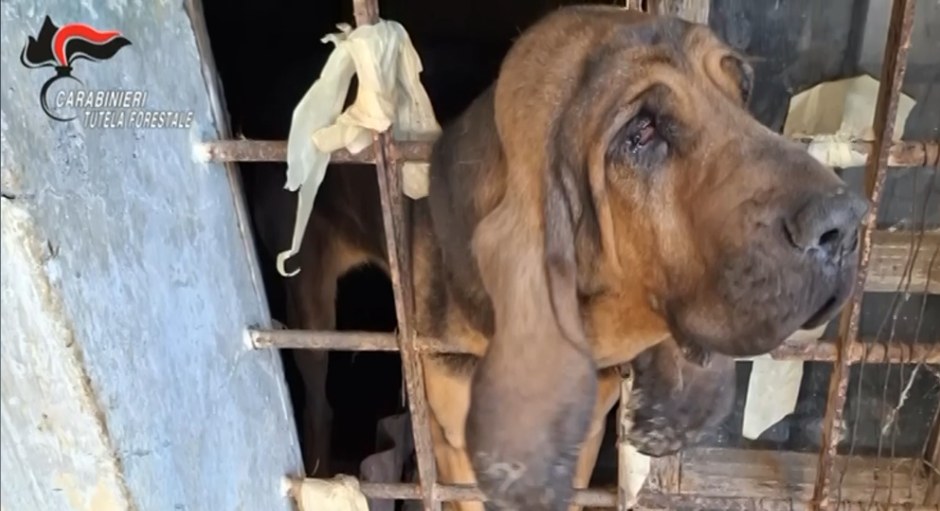 Sequestro animali domestici