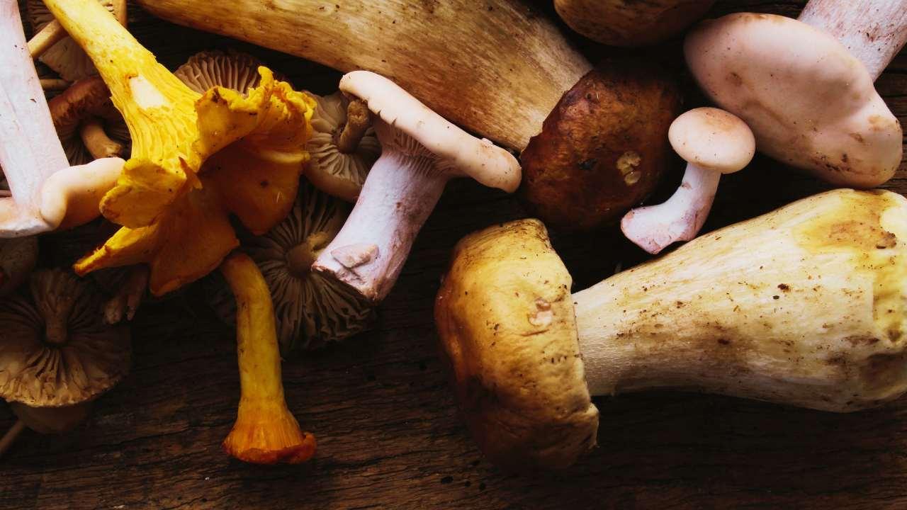 Tipi di funghi