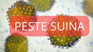 Peste suina