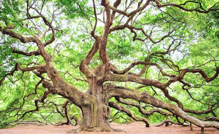 Quercia monumentale