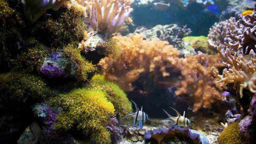 barriera corallina, tutti i dettagli